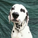 ダルメシアン・シンジ2歳