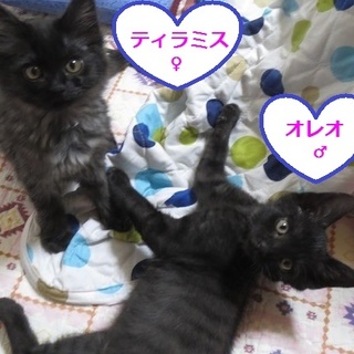 ぽわっと甘ーいオレオとティラミス