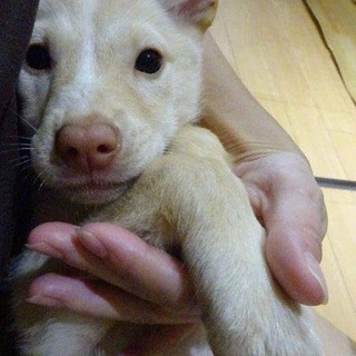 2ヵ月甘えん坊シェリ♀ちゃん