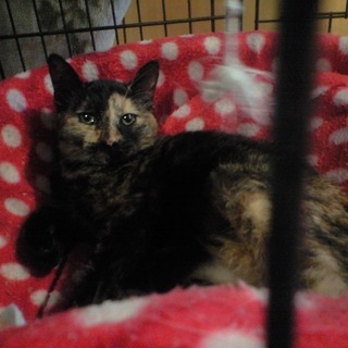 甘えん坊さんで大人しいさびちゃん