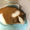 里親さん募集 サムネイル2