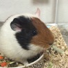 里親さん募集 サムネイル3