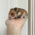ゴールデンハムスターお譲りします☆