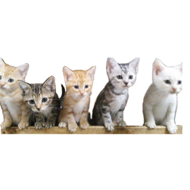 たかちゃん。のカバー写真