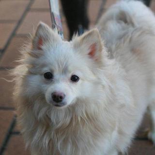 おすましポメラニアン