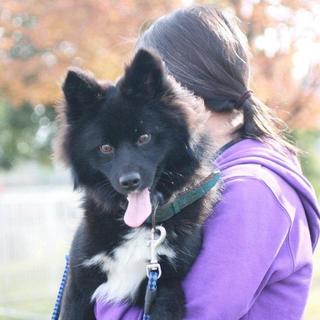 好き好きオーラ満載のポメラニアンミックス