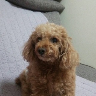 プードルの男の子