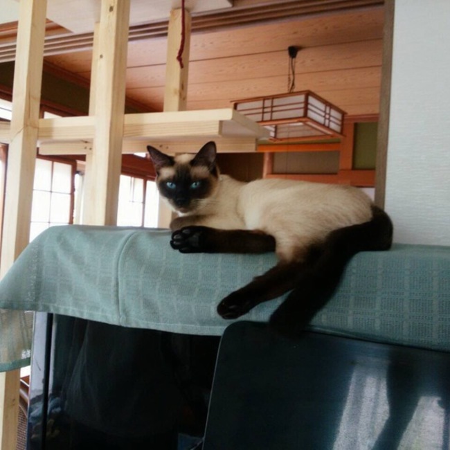 ゆたかとしこのカバー写真