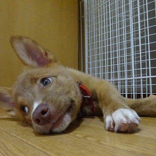 2ヵ月愛嬌たっぷりアデル♀ちゃん