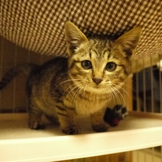 ふわふわモコモコ♪　人懐こい子猫　生後2ヶ月