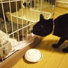 ふわふわモコモコ♪　人懐こい子猫　生後2ヶ月 サムネイル2