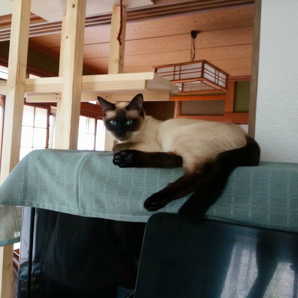 リーちゃんのカバー写真