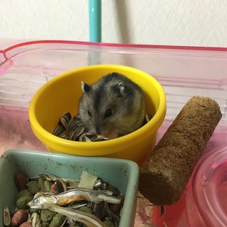 ジャンガリアンハムスター