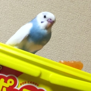 里親様が見つかりました