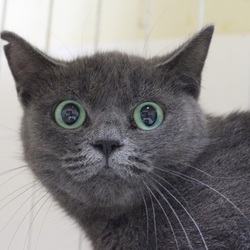 ネコ・猫・ねこ の 里親譲渡会　第５回　協働開催