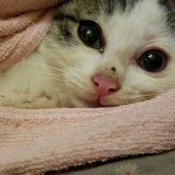 ネコ・猫・ねこ の 里親譲渡会　第５回　協働開催 サムネイル2