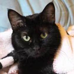 ネコ・猫・ねこ の 里親譲渡会　第５回　協働開催 サムネイル3