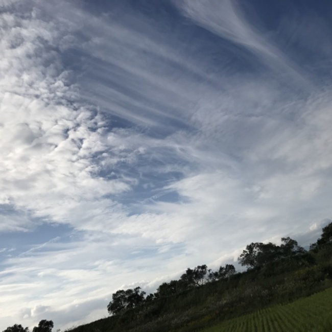 ちびたいがのカバー写真