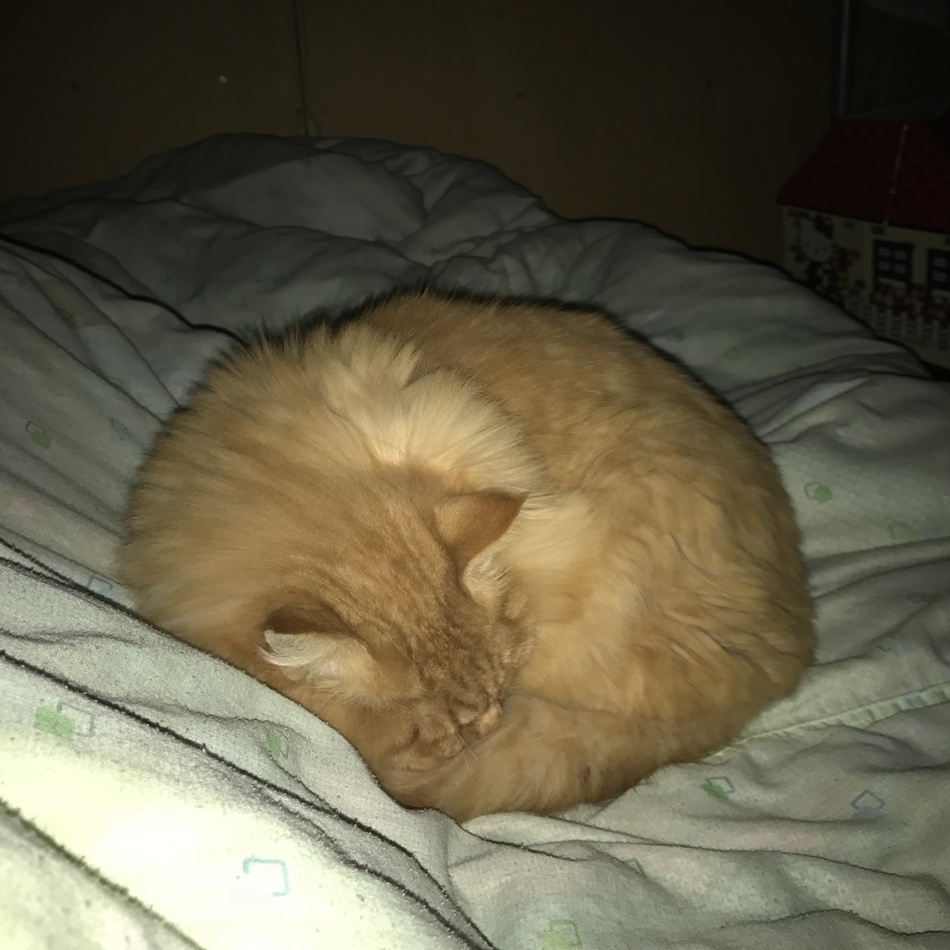 ふたばのカバー写真