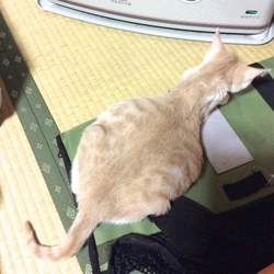 「【腹水・写真が少しショックです】12/15現在」サムネイル2