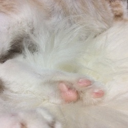 「【腹水・写真が少しショックです】12/15現在」サムネイル3