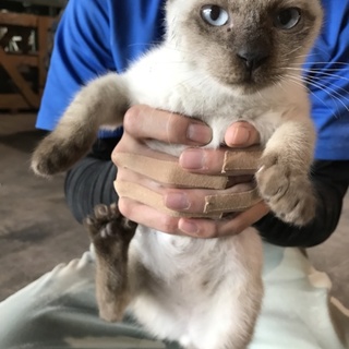 シャムちゃん急募です。