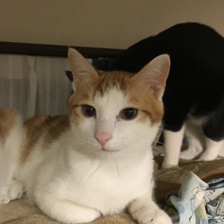 茶トラ×白♂5ヶ月