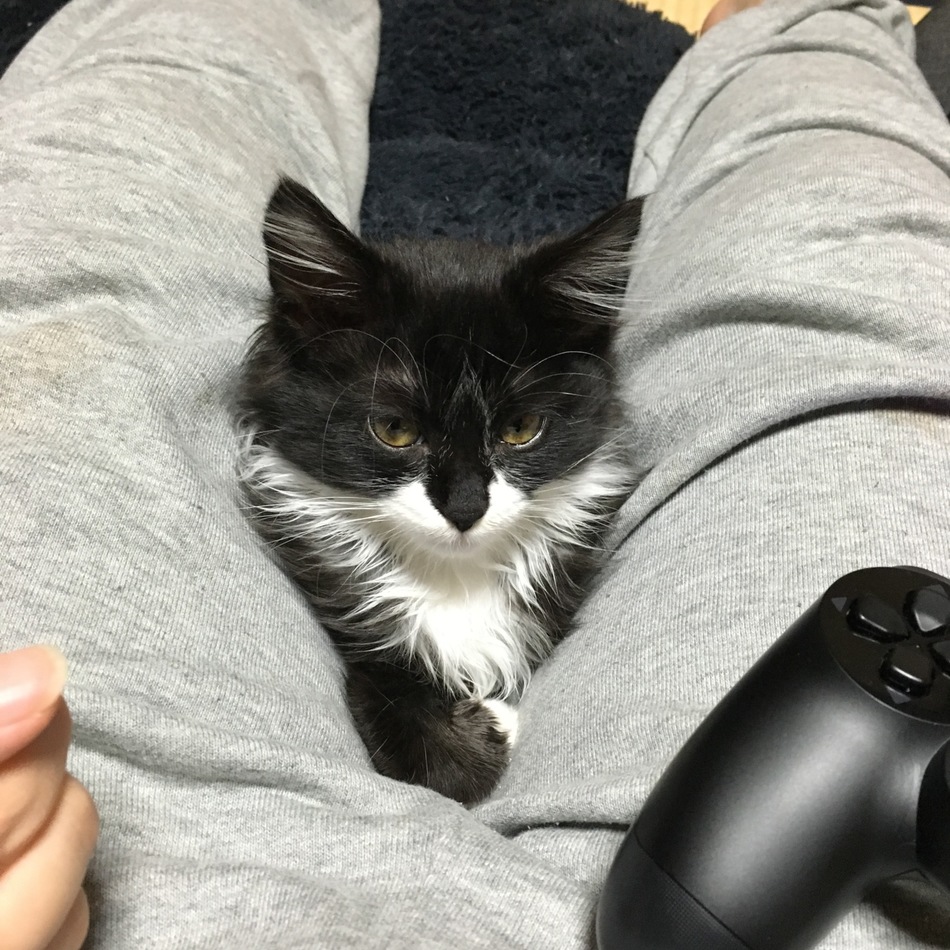 いっぱいのカバー写真