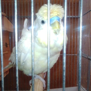 羽衣セキセイインコ