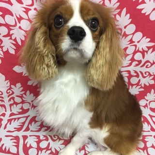 大人しいホーリーくん