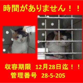 里親決定！！お迎えありがとうございました(^^♪