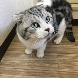 綺麗な毛並みのスコティッシュホールド！