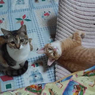 やんちゃカワイイ、ミケ&茶トラ