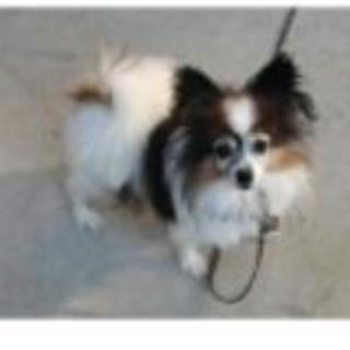 極小パピヨン（メス）２歳