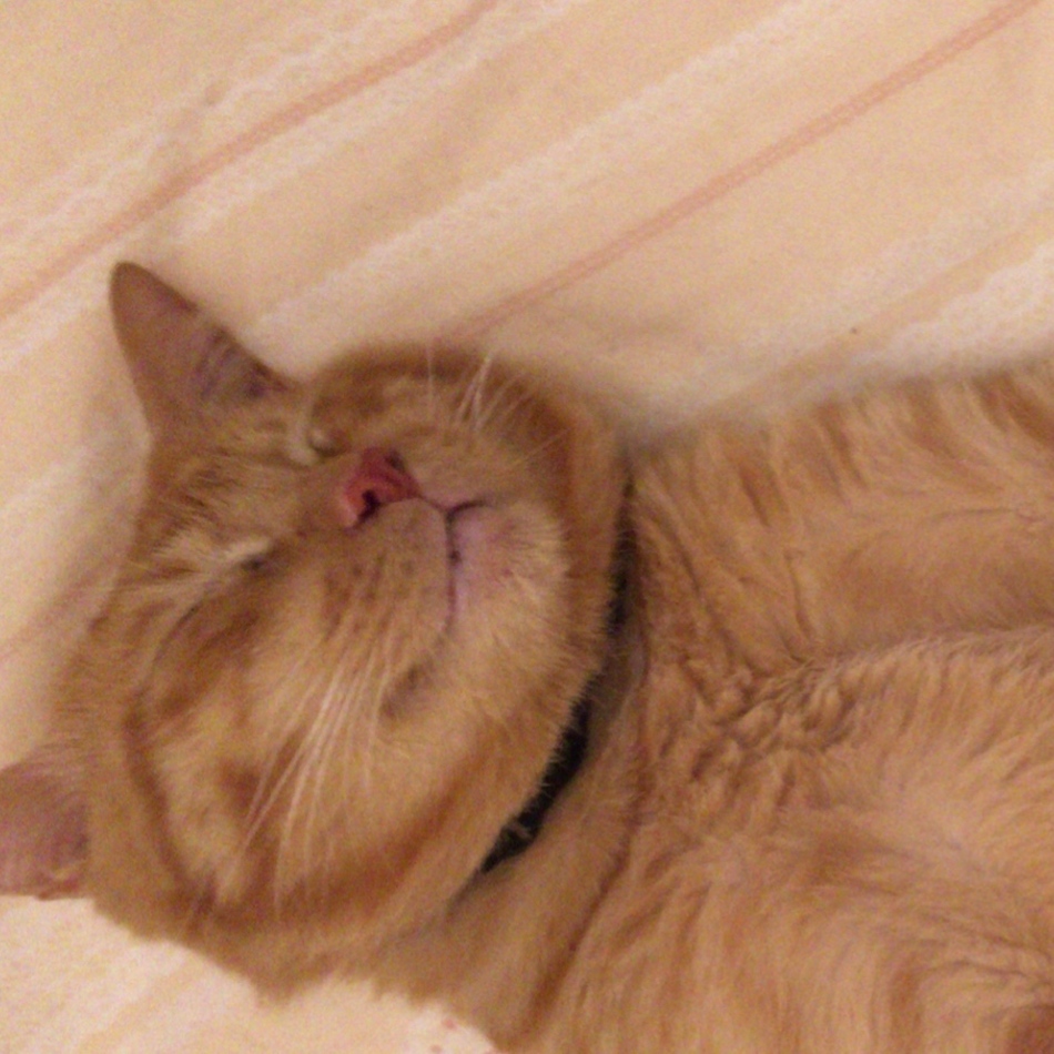 うにのカバー写真