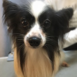 他犬舎のパピヨンの里親様募集