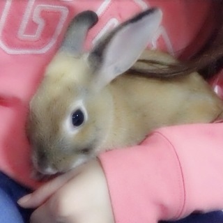 6/10 産まれのうさぎ