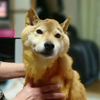 おとなしい柴犬ケンちゃん