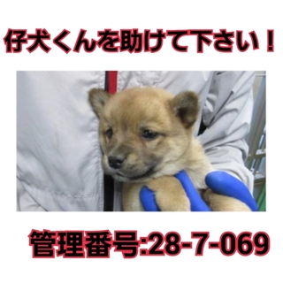 期限切迫！小さな命をを助けて下さい！①