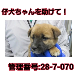 期限切迫！小さな命を助けて下さい！②