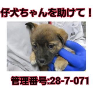 期限切迫！小さな命を助けて下さい！③