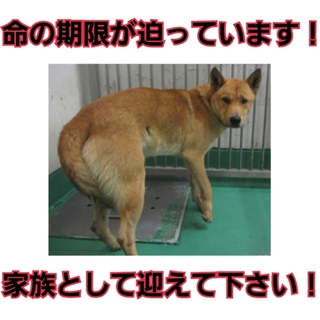 何とか命繋がっています…時間は残されていません…