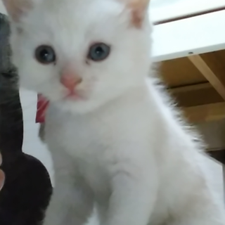 子猫♂ 里親募集