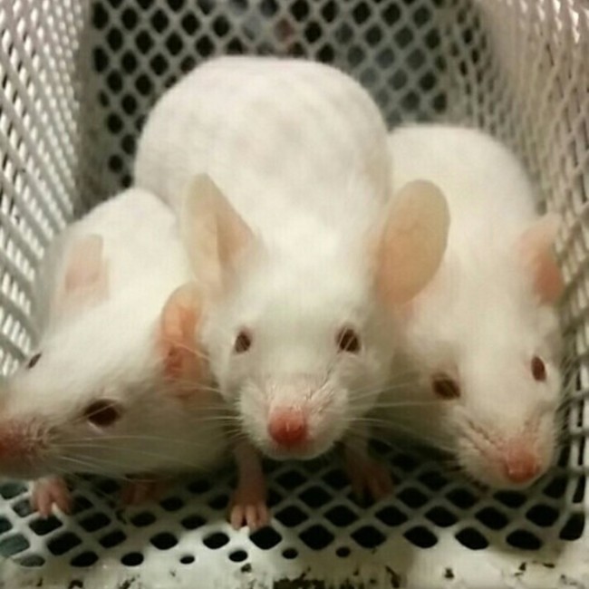 マウスマウスマウスのカバー写真