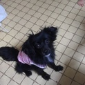 里親募集です   ポメラニアン×キャバリアMix犬