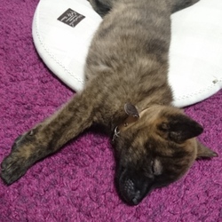 うちに来てから11日目