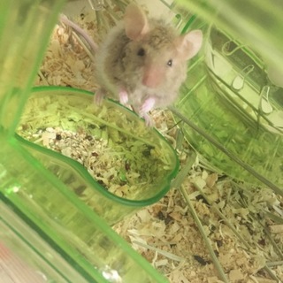 テディマウス裏親募集～