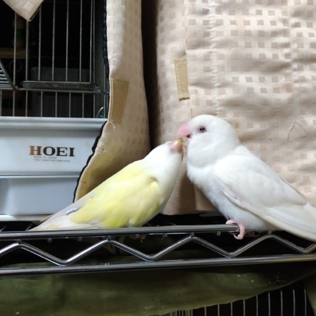 みゆやのカバー写真