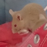 ハツカネズミ サムネイル5