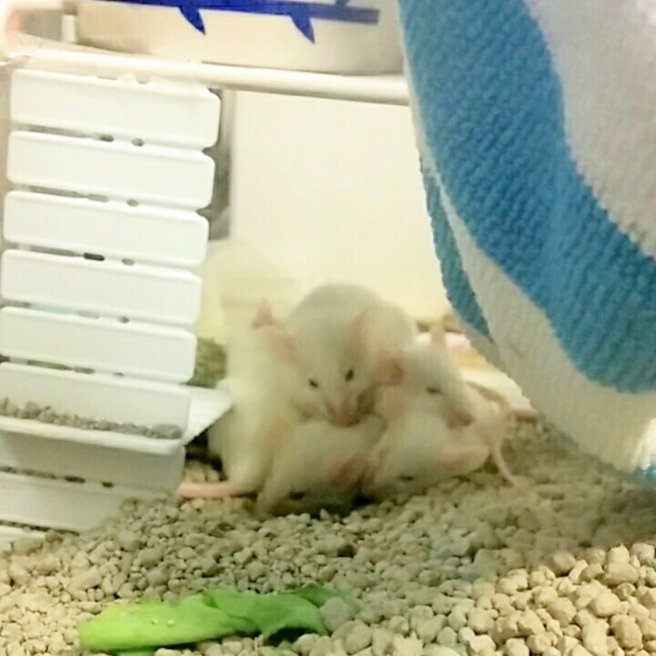 ファンシーマウス多数のカバー写真